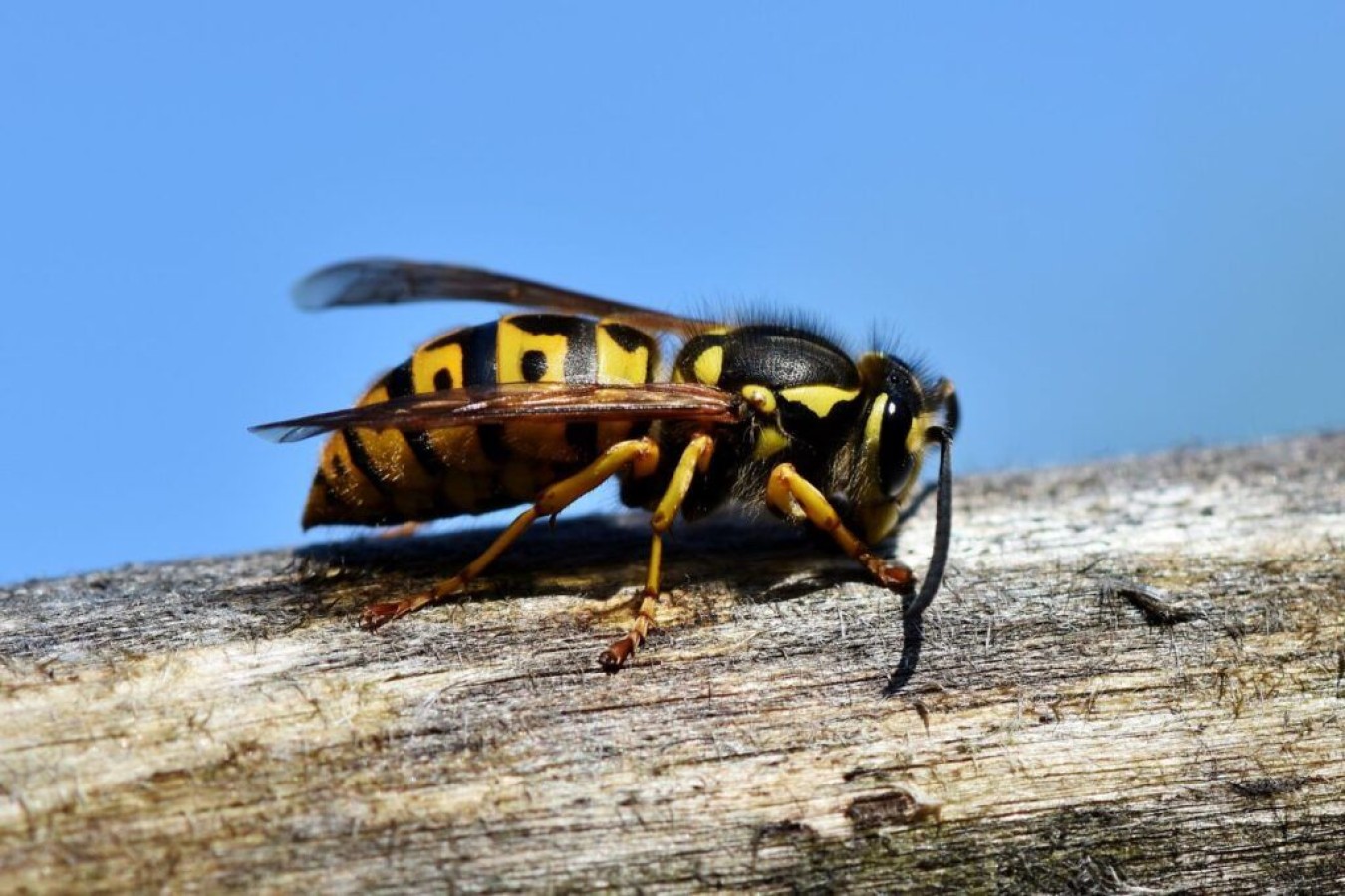 wasp