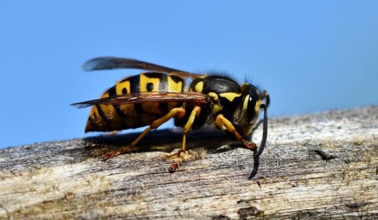 wasp