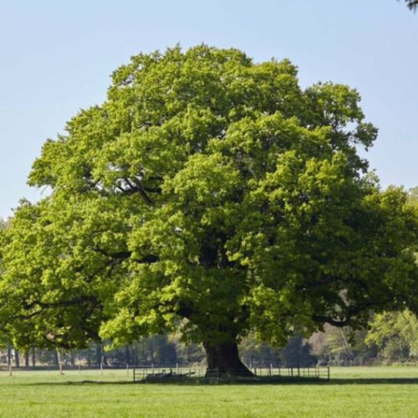 oak tree