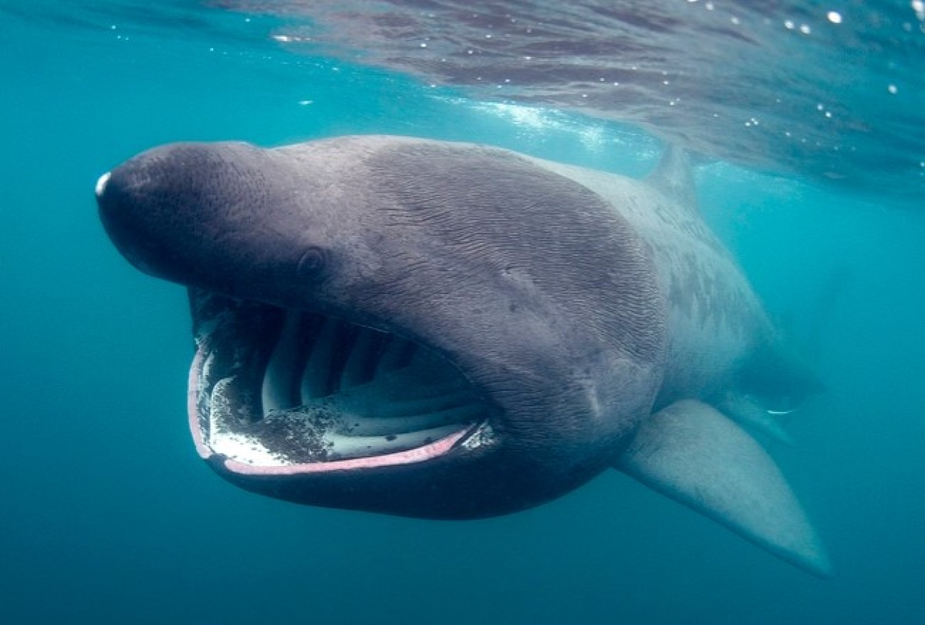 basking shark