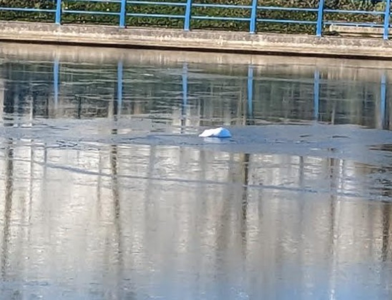 dead swan