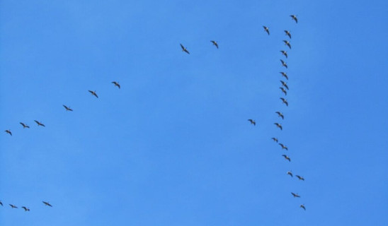 geese