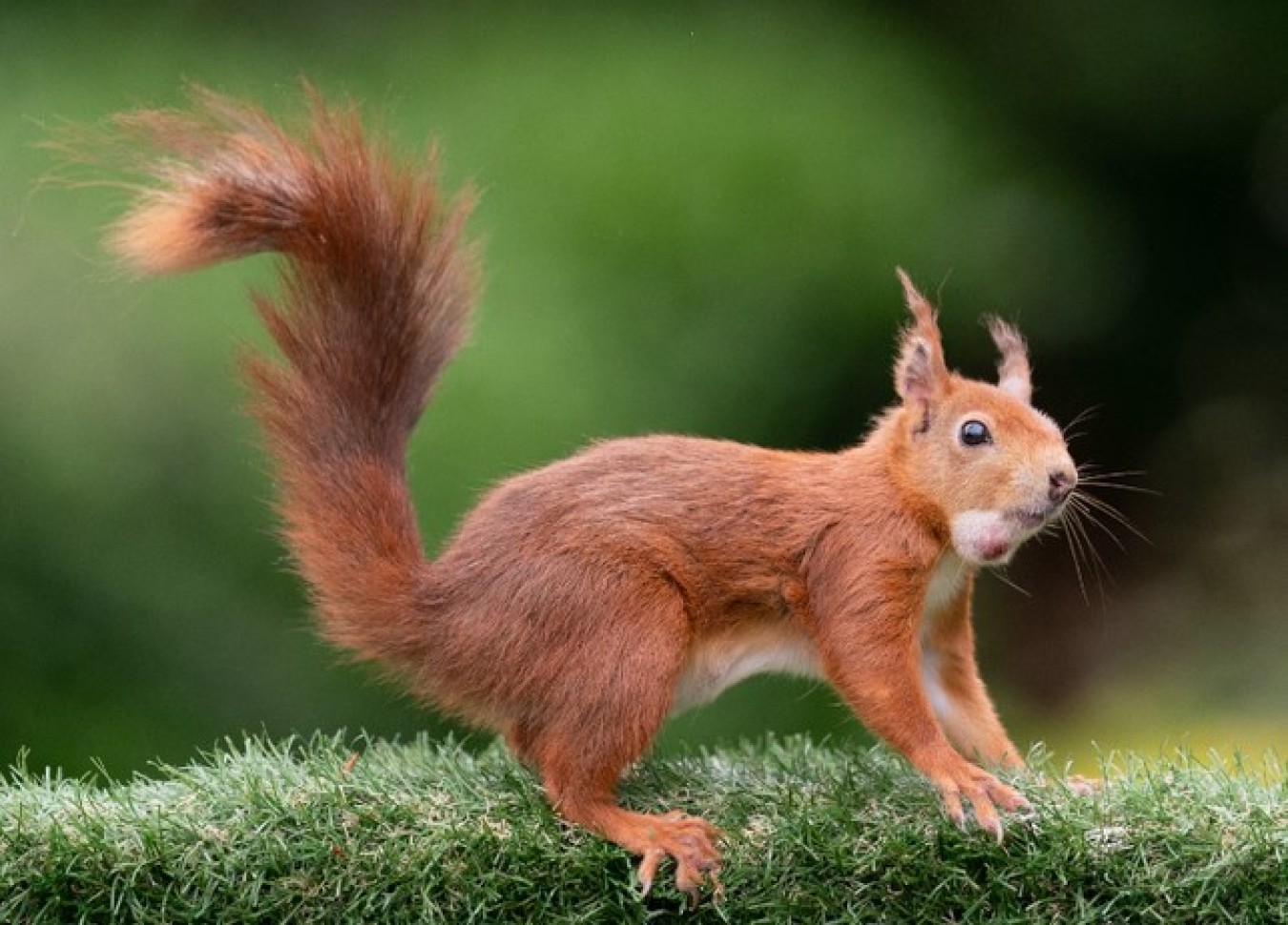 Squirrel Pox confirmed in Formby - Eye on Southport