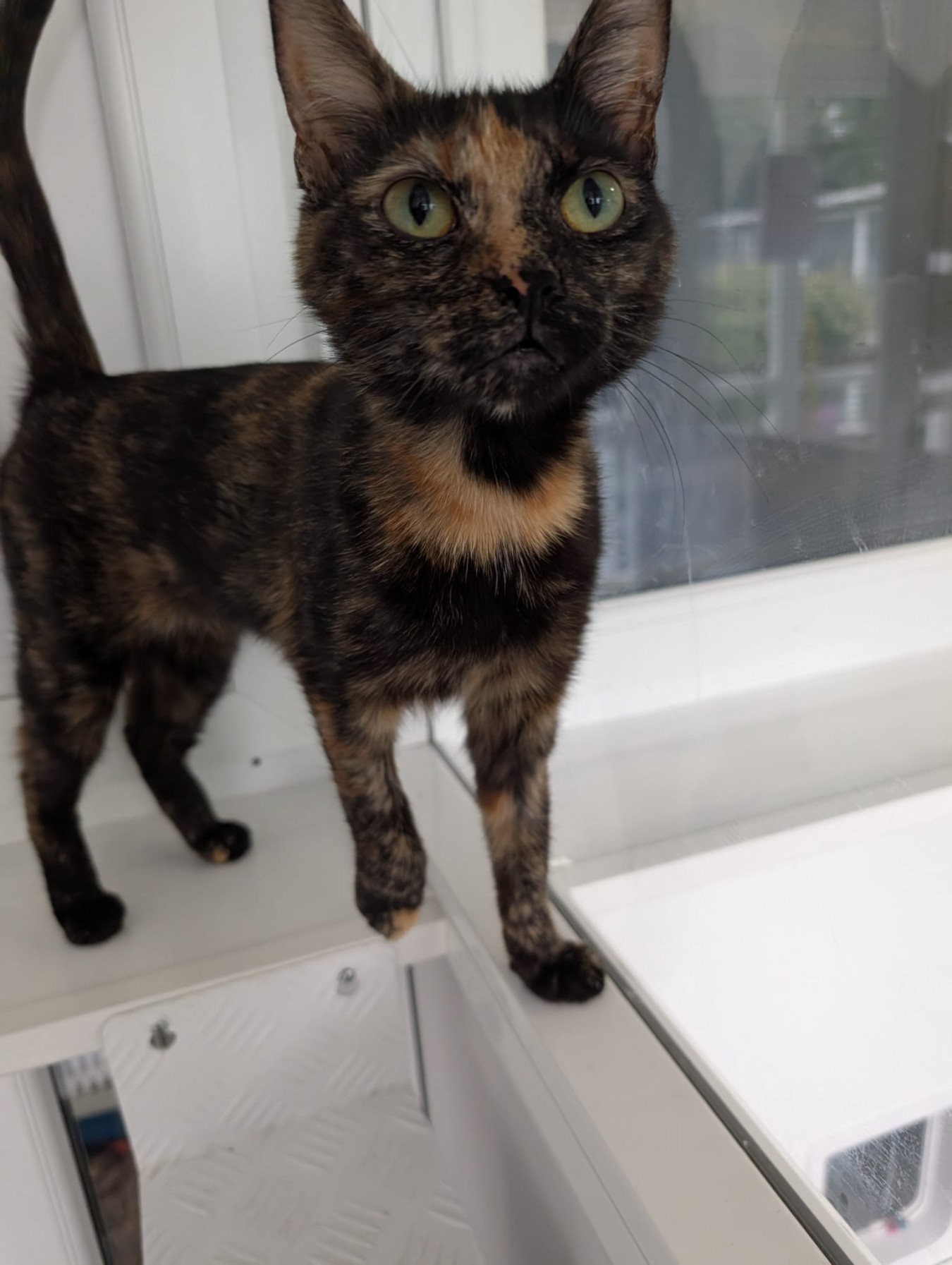 cat