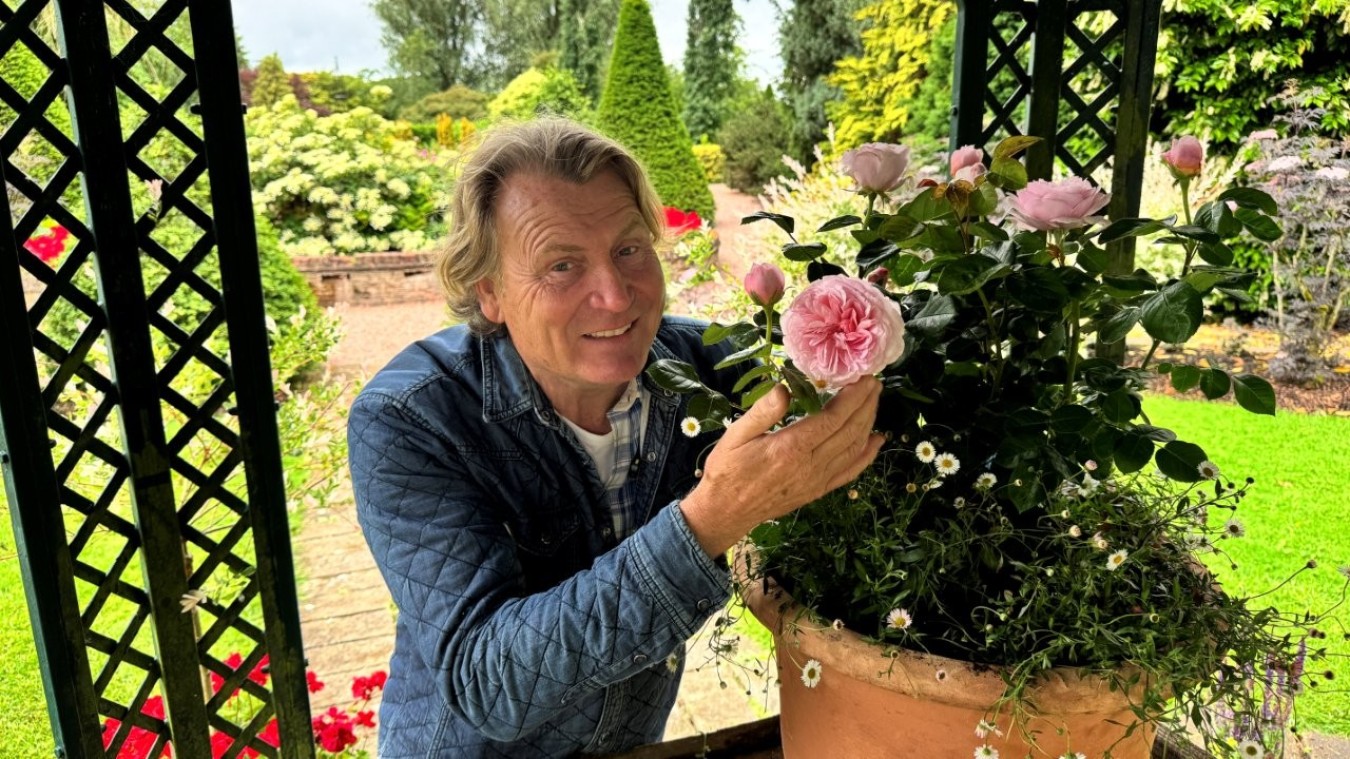 Smiling man in a blue jacket leaning to admire pink roses in a garden planter.