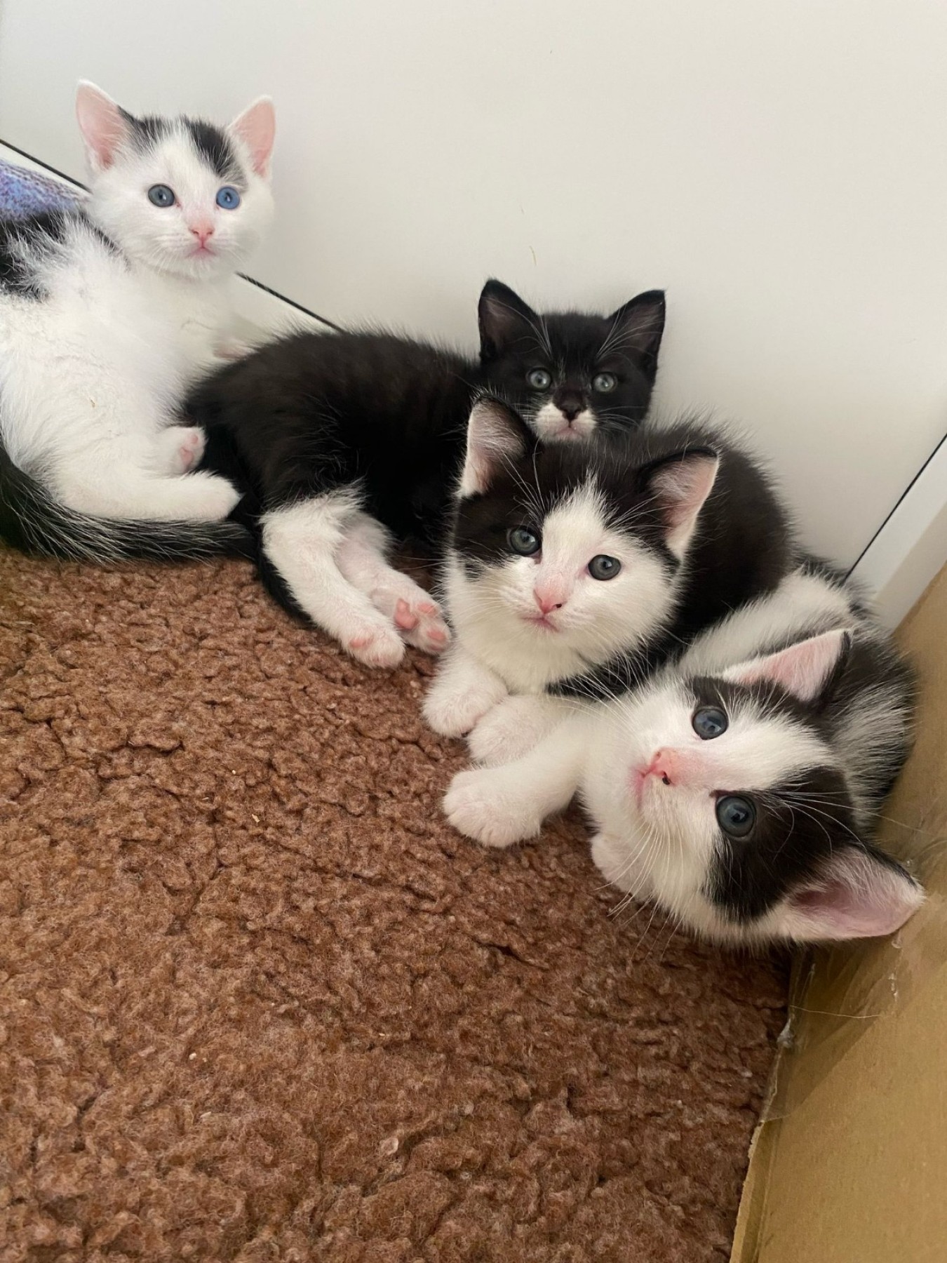 cats