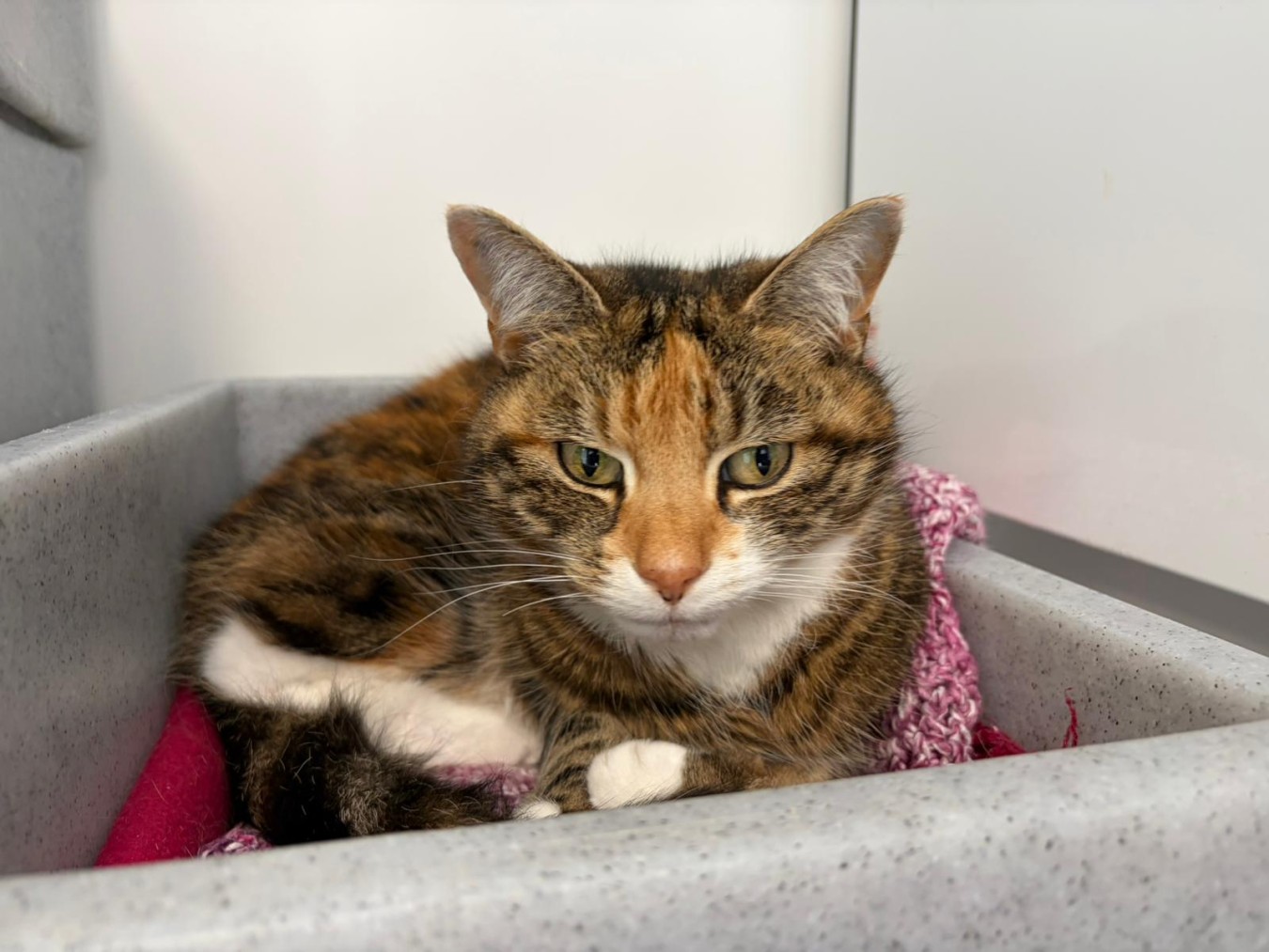 Calico cat resting in a grey litter tray with a pink blanket
