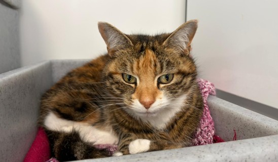 Calico cat resting in a grey litter tray with a pink blanket