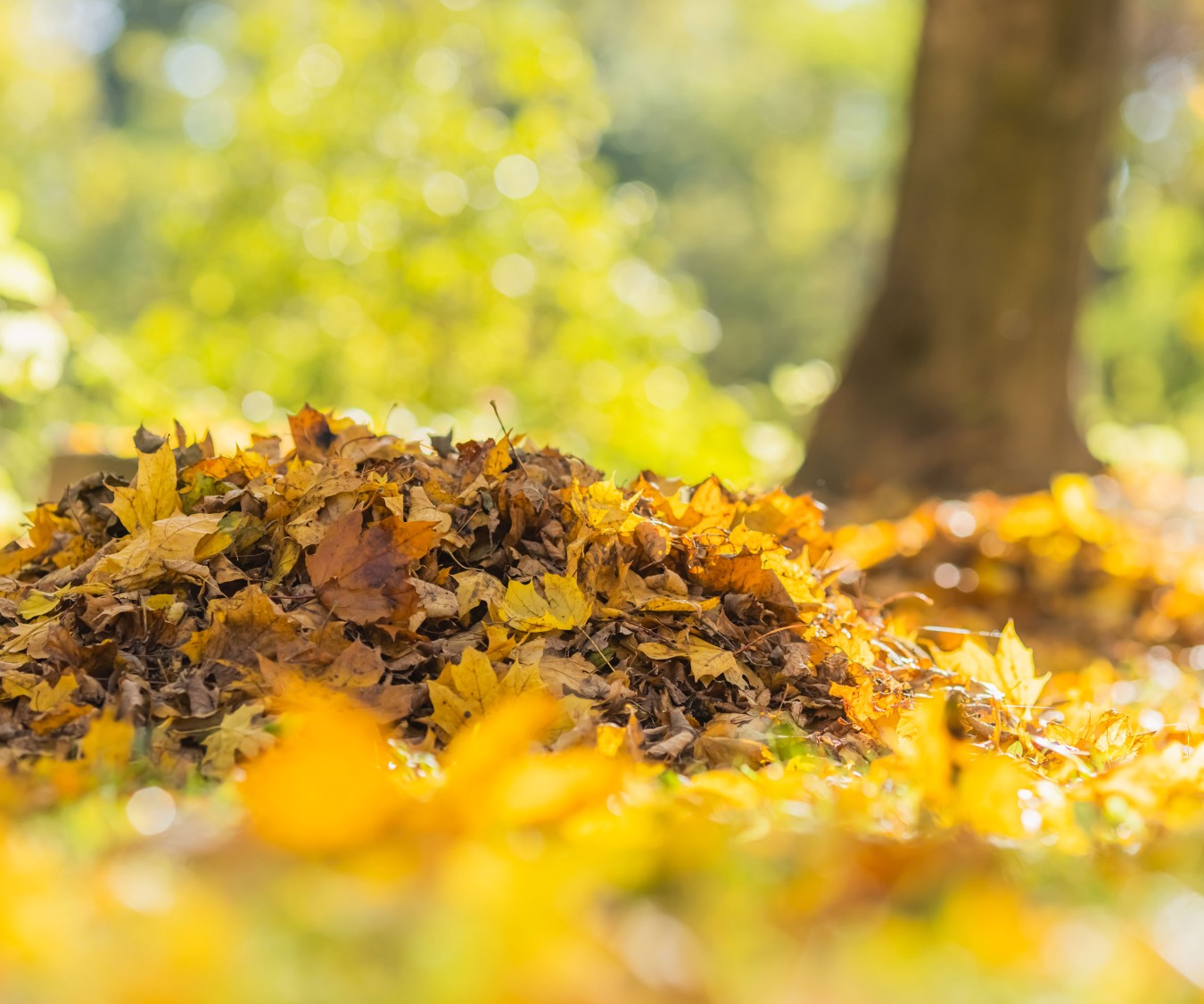 Pile of autumn leaves on ground with blurred yellow-green background and tree trunk