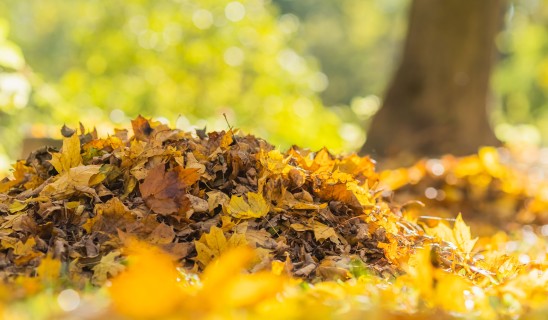 Pile of autumn leaves on ground with blurred yellow-green background and tree trunk