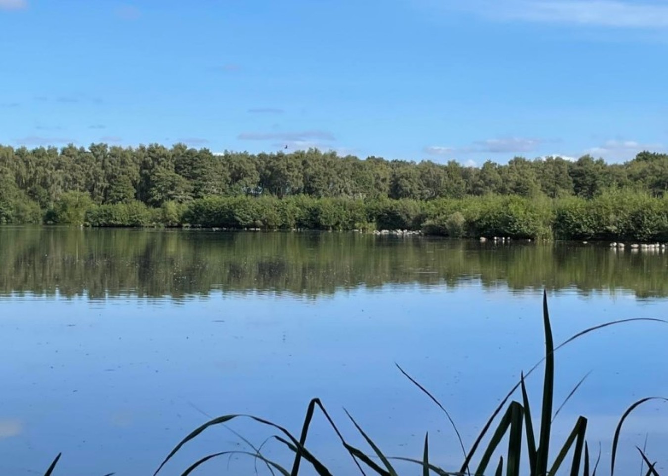 water lake trees woods