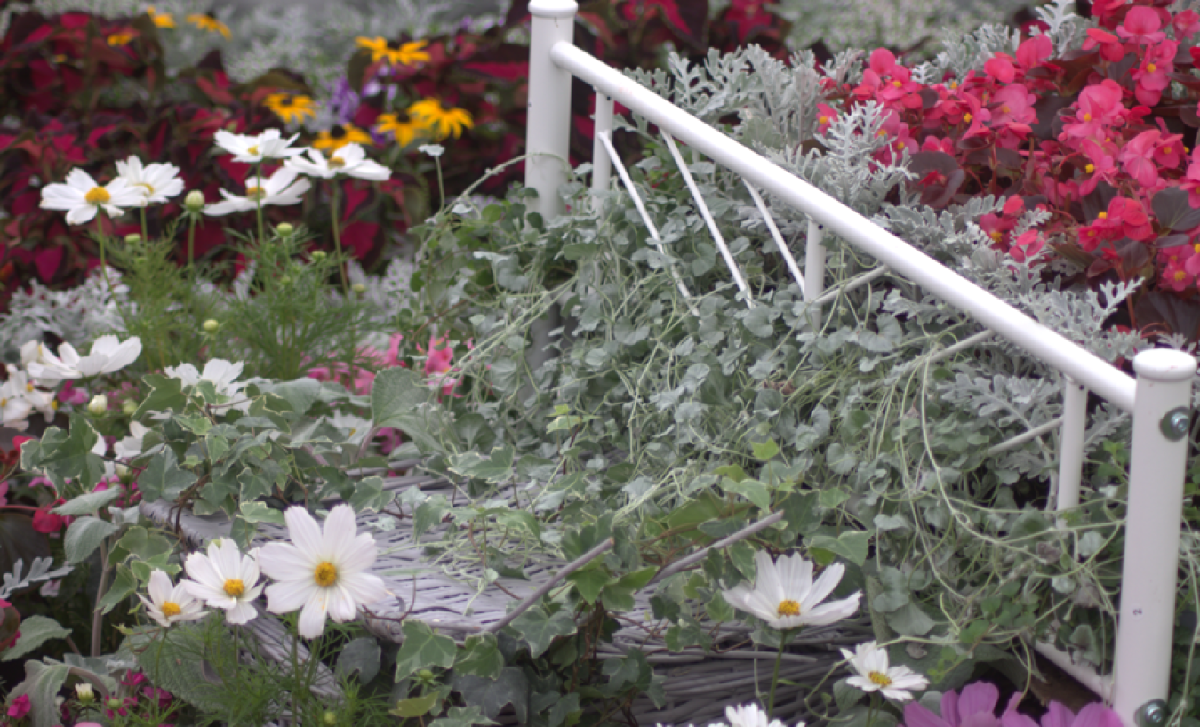 Flower bed with white daisies and dusty miller foliage around a white railing.