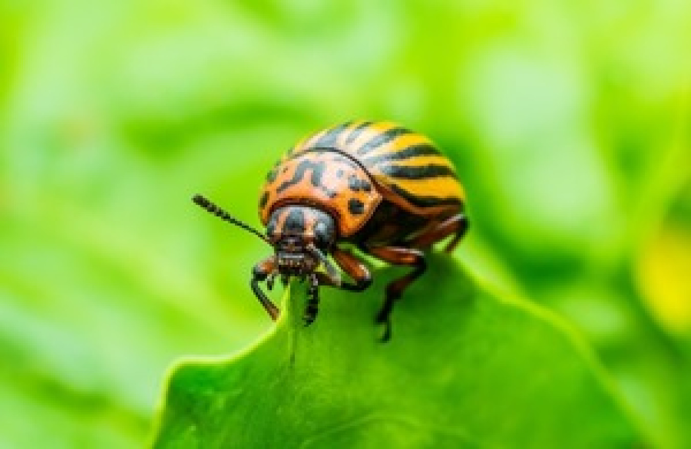 beetle