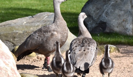 goose