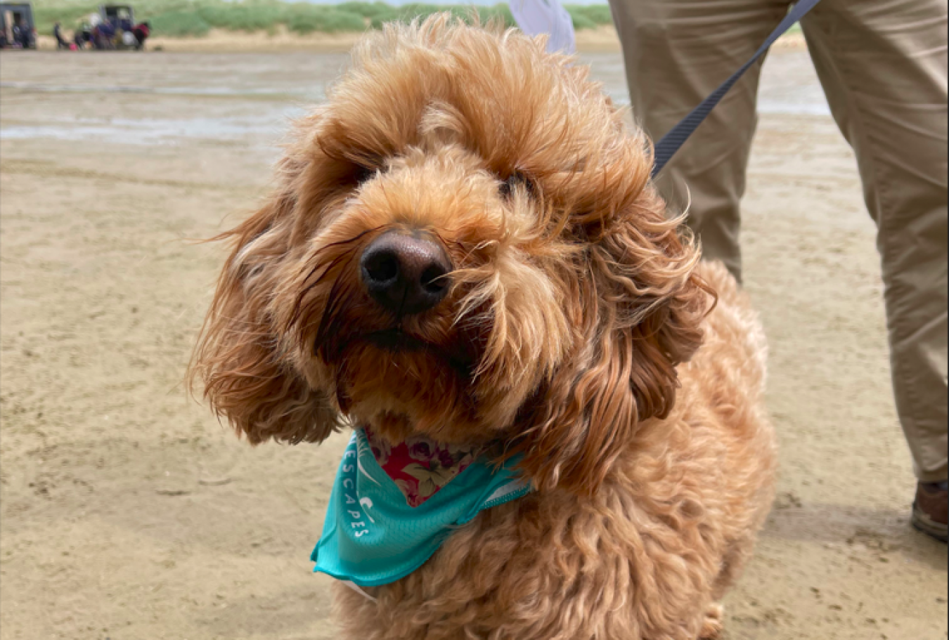 Fluffy brown dog wearing a turquoise bandana on a sandy beach.