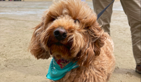 Fluffy brown dog wearing a turquoise bandana on a sandy beach.