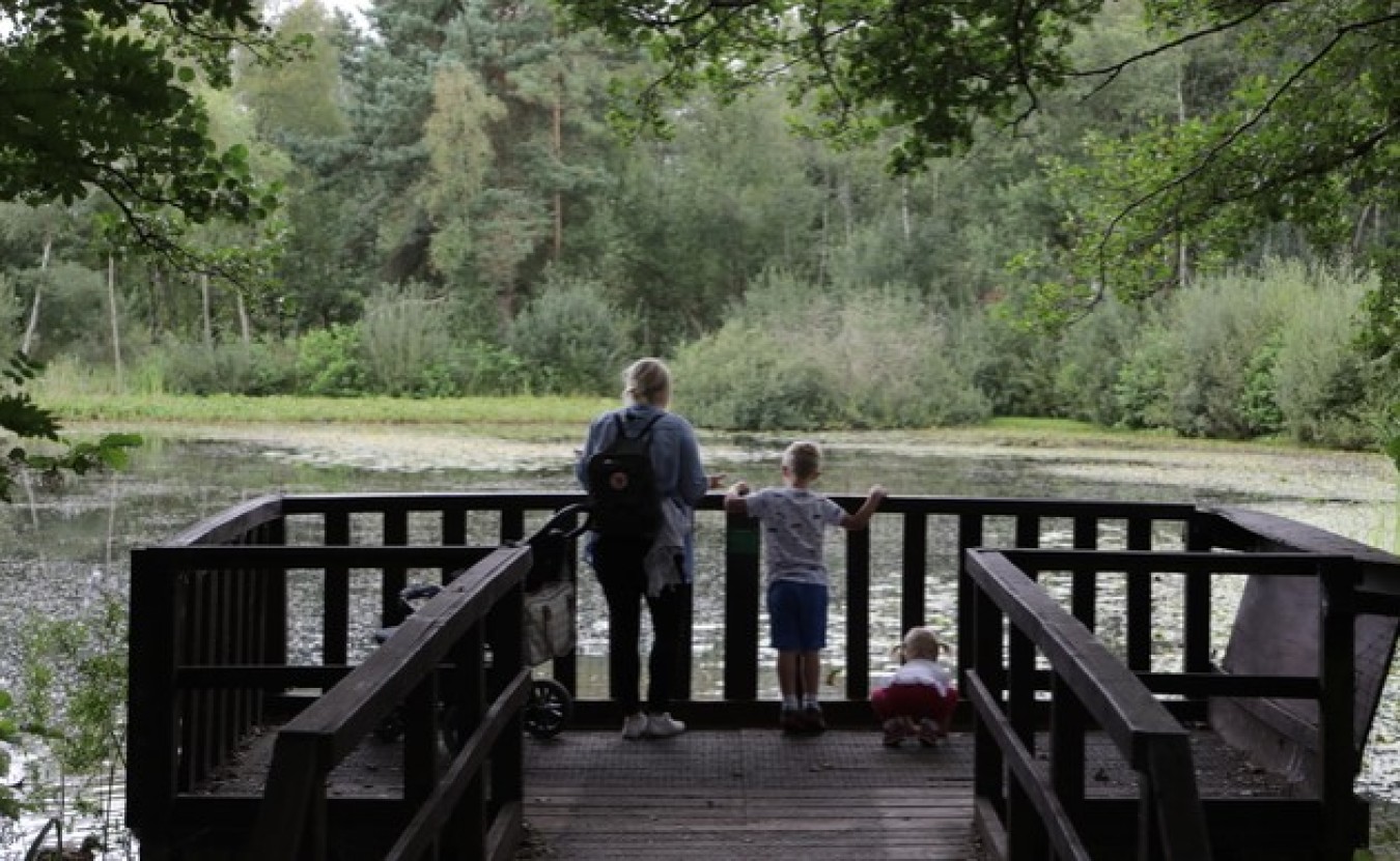 mere sands wood lake water nature