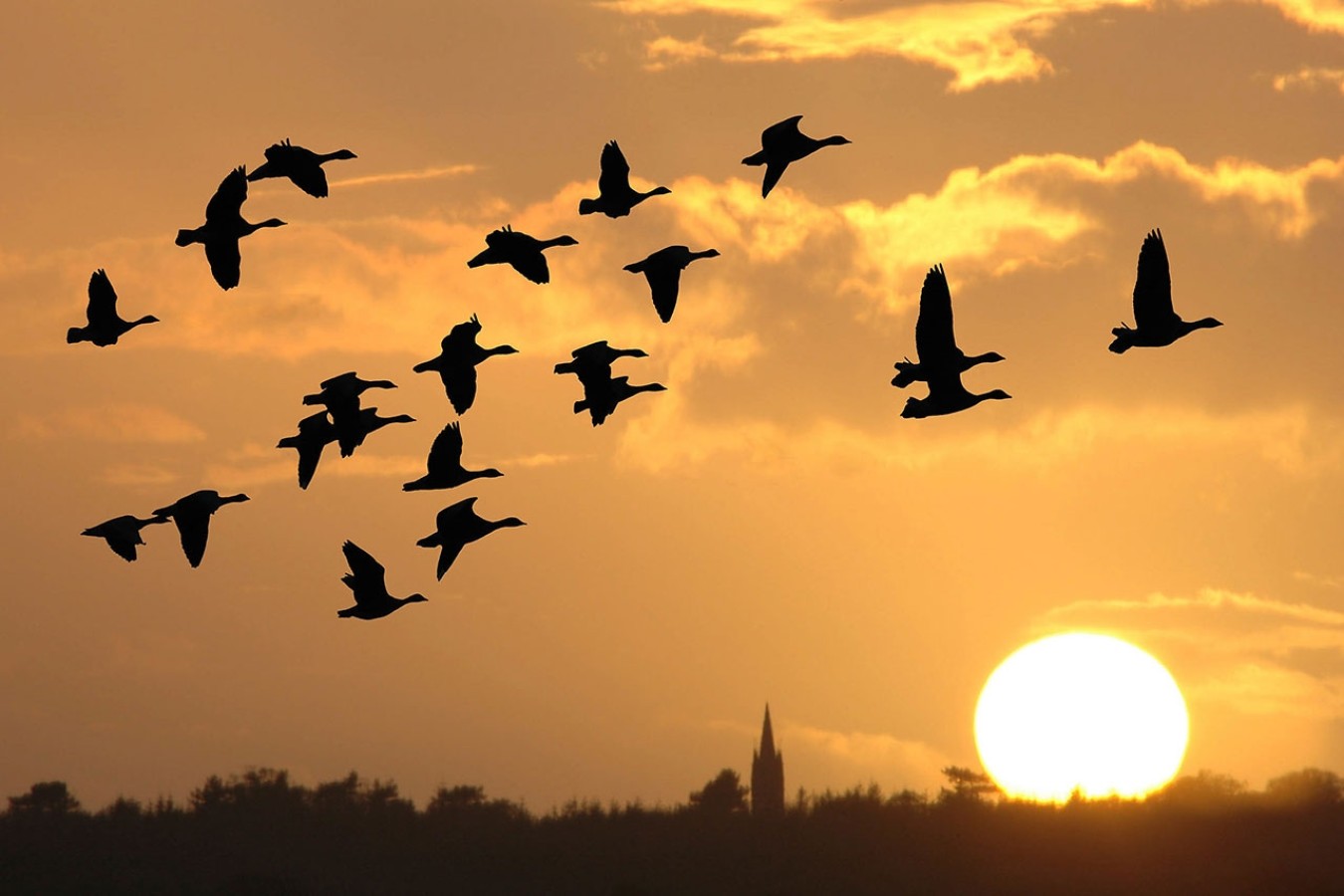 geese