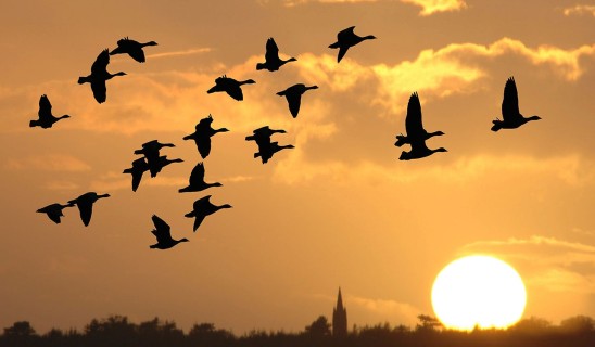 geese