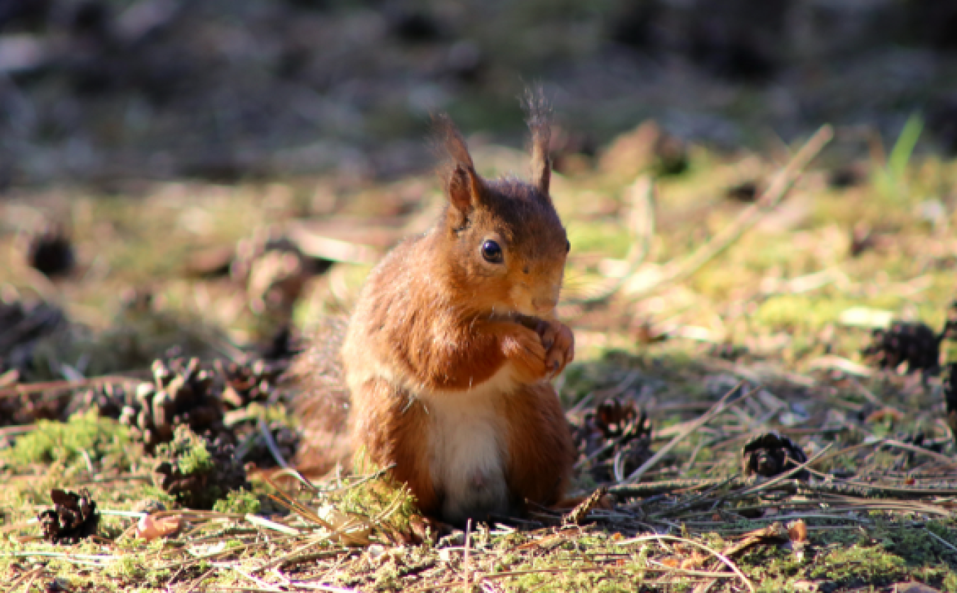 Small red squirrel sitting on ground with pinecones and pine needles