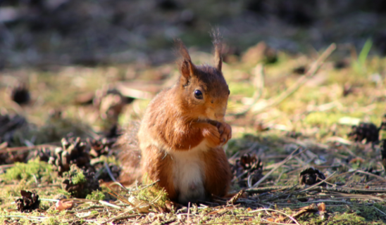 Small red squirrel sitting on ground with pinecones and pine needles