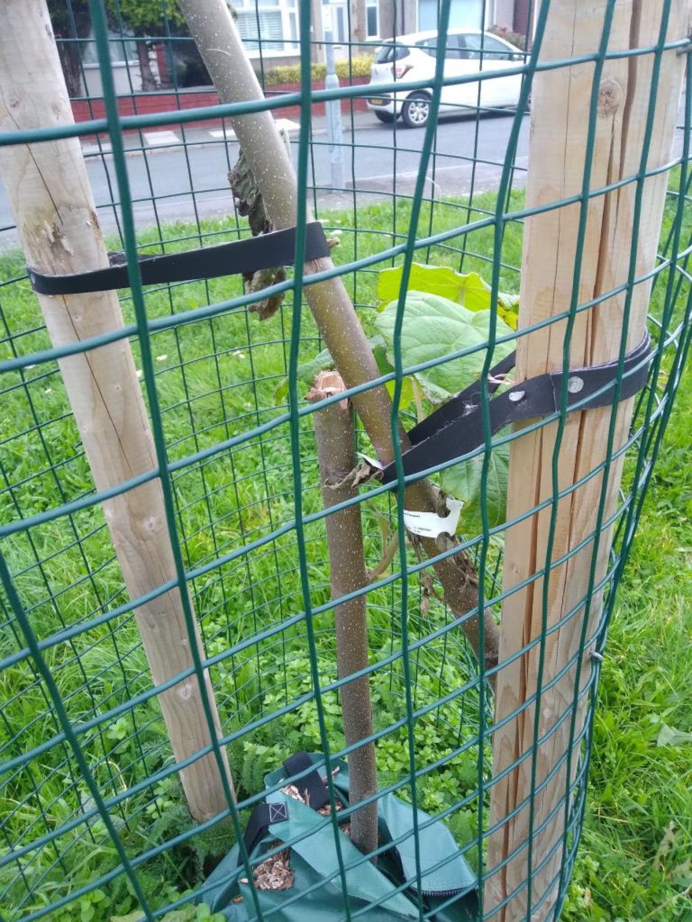 Young tree secured to wooden posts with straps inside a wire fence, on a grassy area near a street and parked car