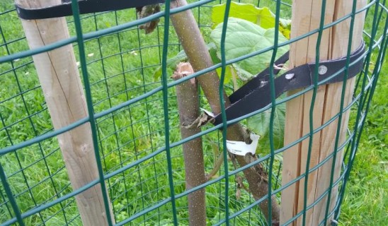Young tree secured to wooden posts with straps inside a wire fence, on a grassy area near a street and parked car