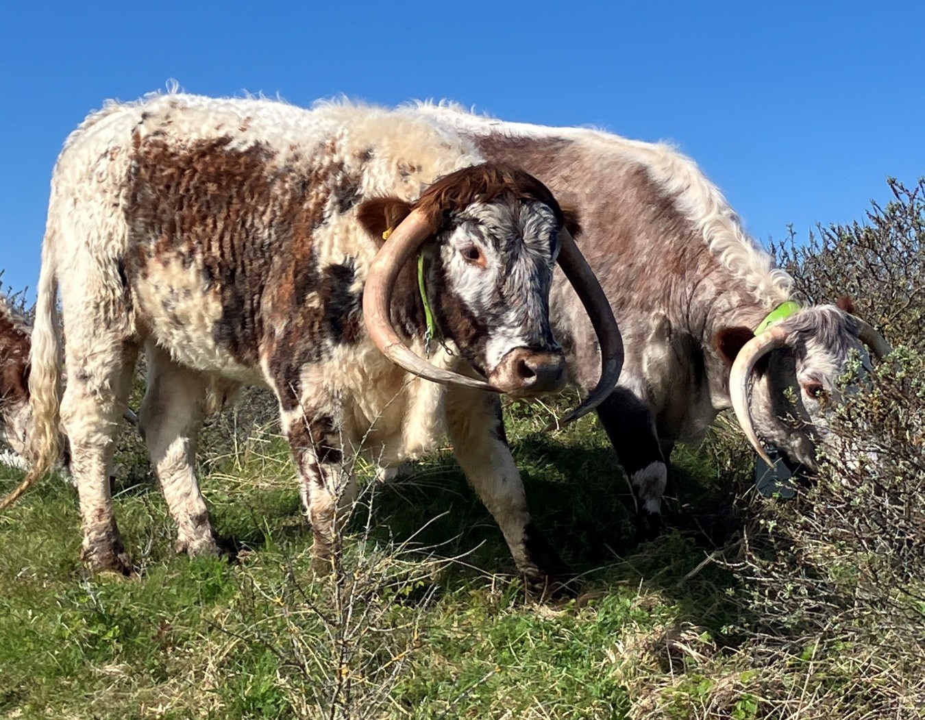 cows