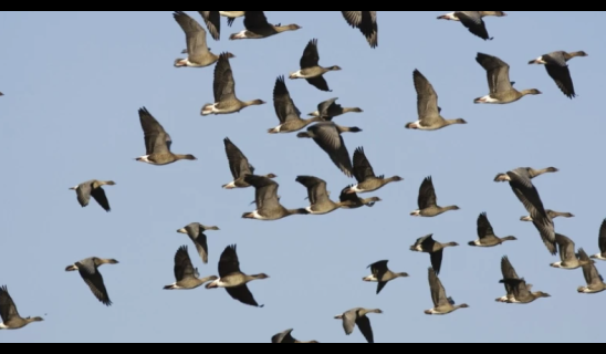 geese