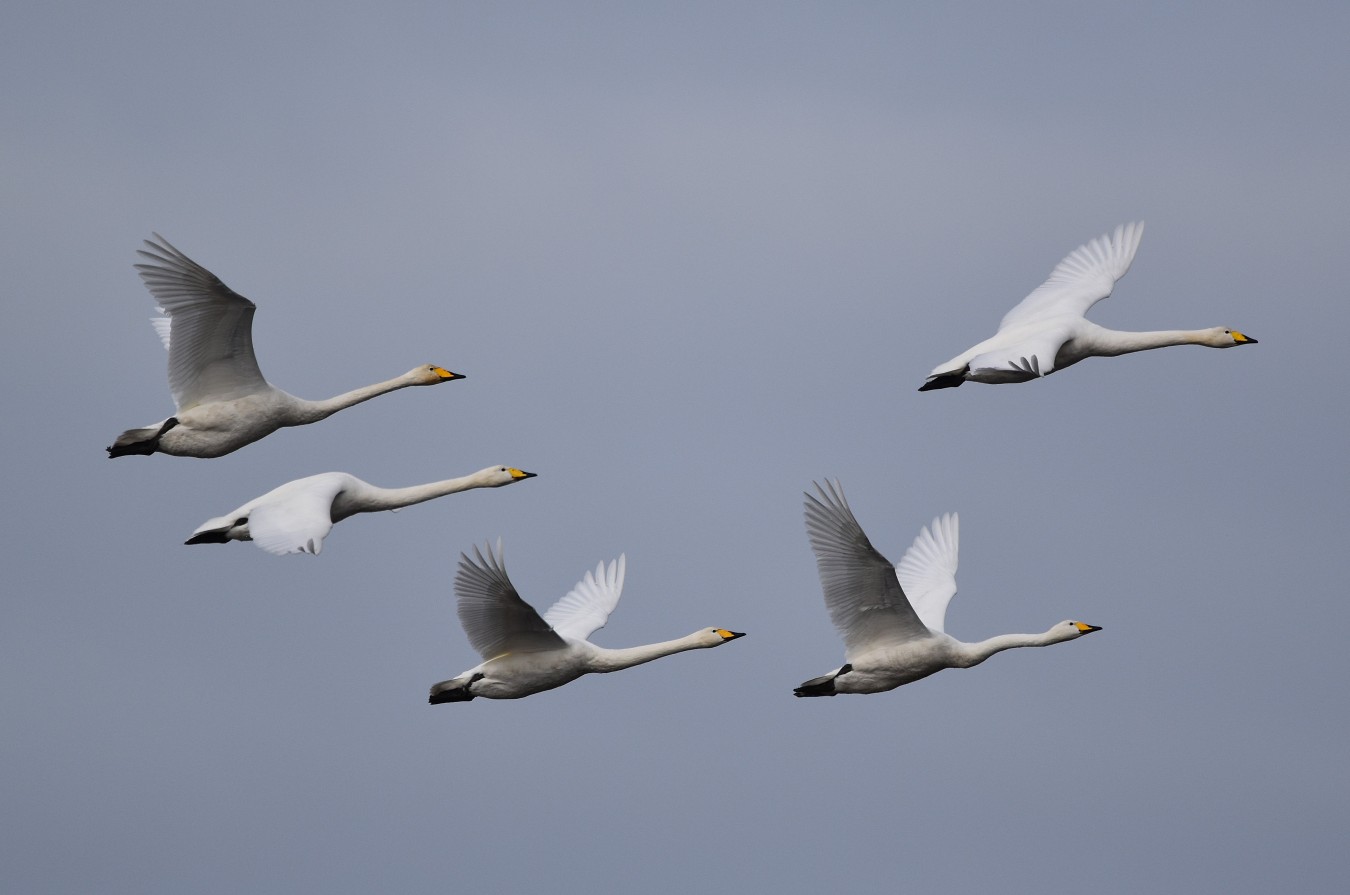 swan