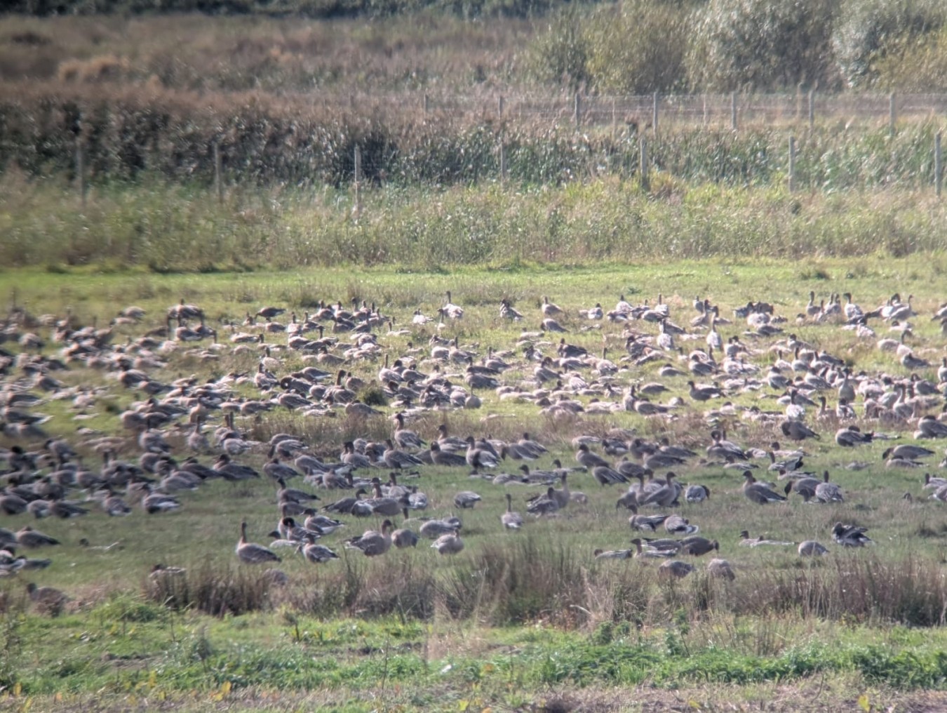 geese