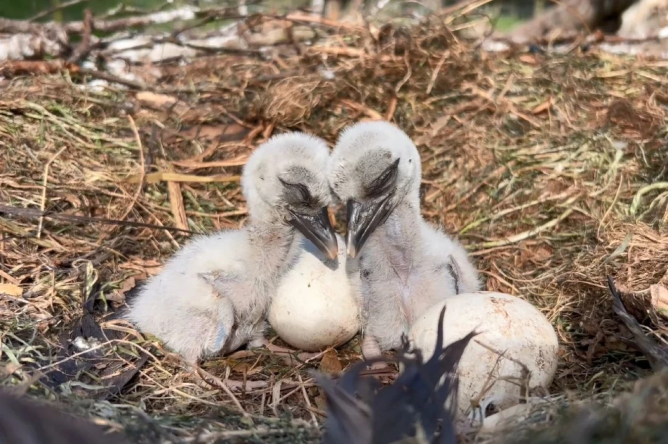 stork