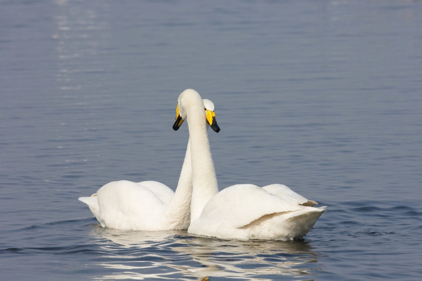 Two swans float on calm blue water, necks curved gracefully, yellow beaks visible