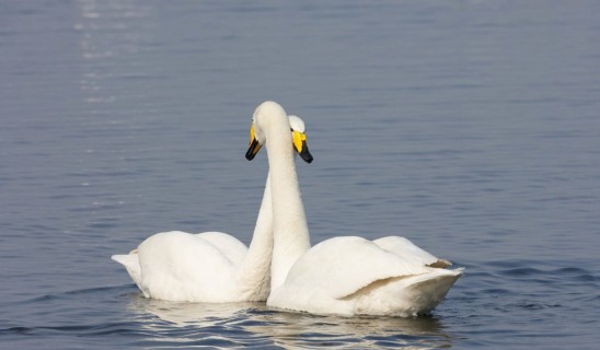 Two swans float on calm blue water, necks curved gracefully, yellow beaks visible