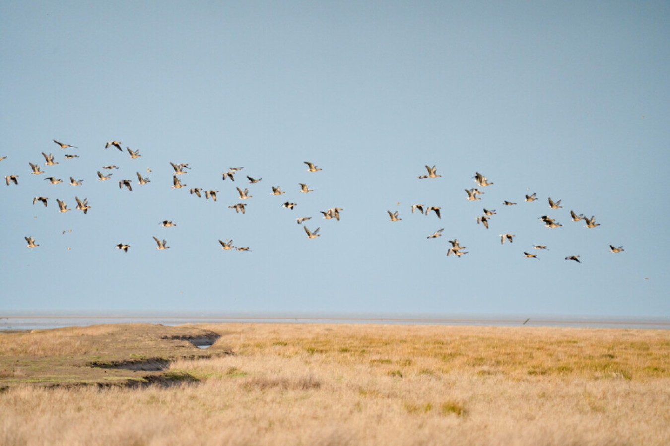 Flock of birds taking off over a flat, grassy plain with a clear blue sky