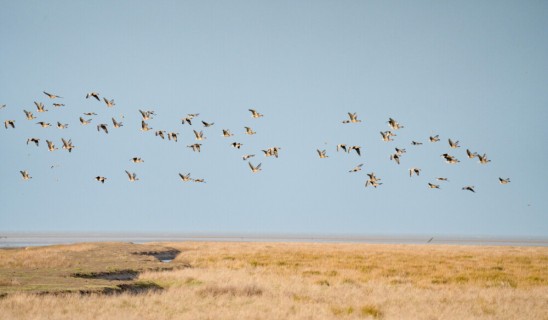 Flock of birds taking off over a flat, grassy plain with a clear blue sky
