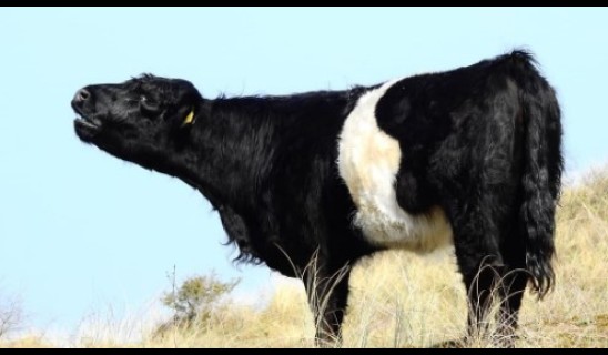 cow