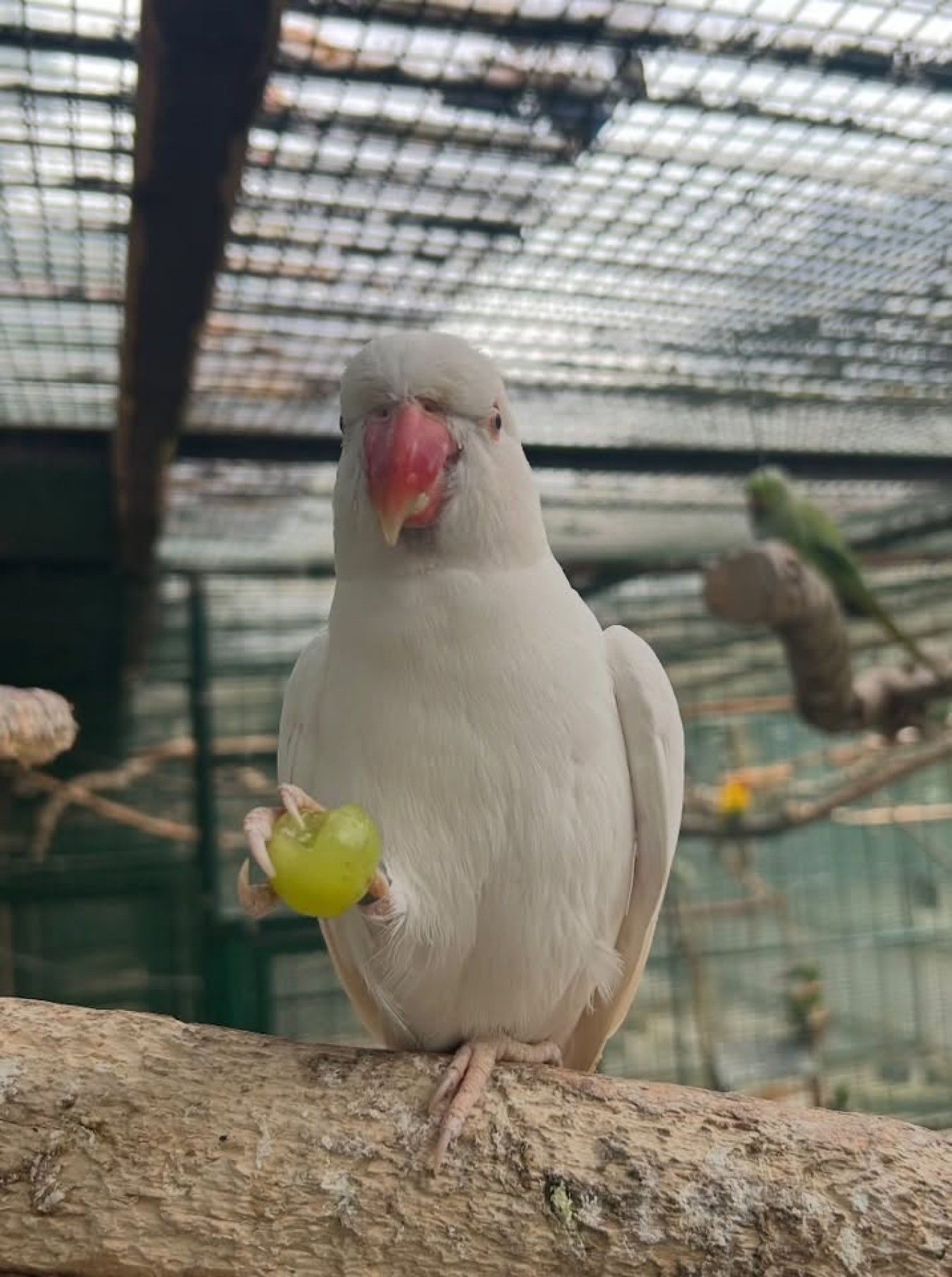 White parrot perched on a branch inside a cage, holding a green fruit in its foot.