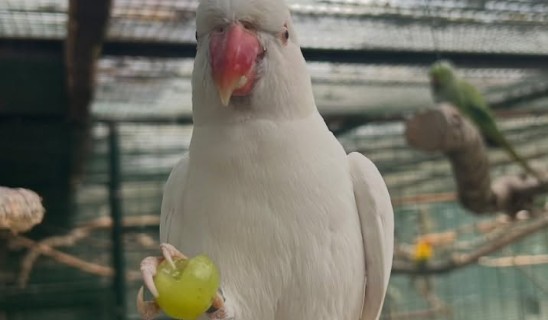 White parrot perched on a branch inside a cage, holding a green fruit in its foot.