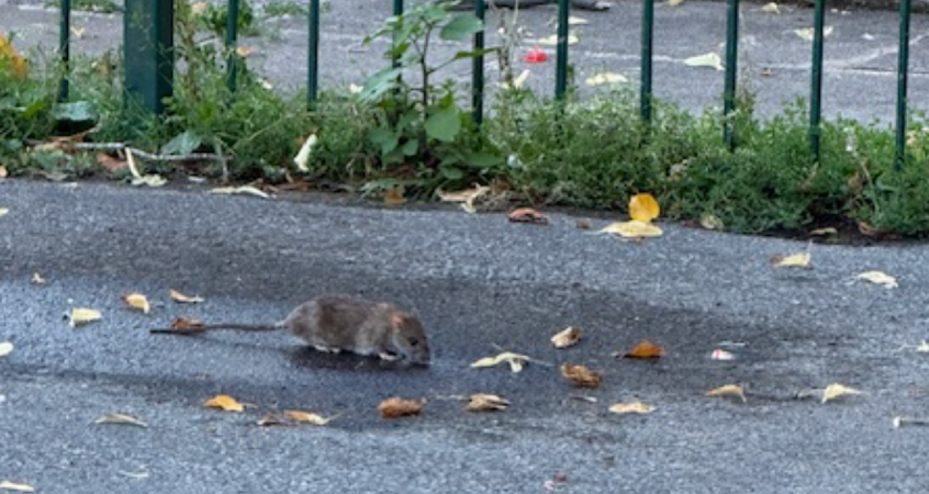 rat