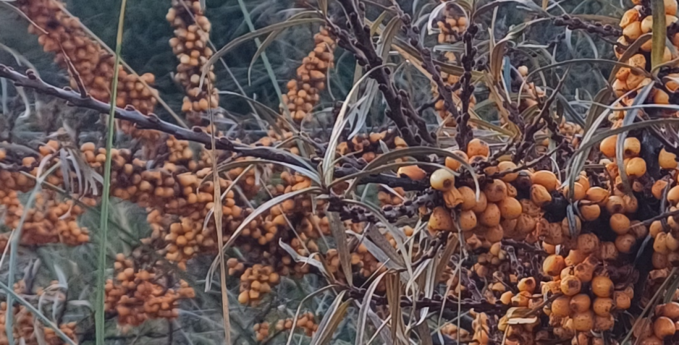 Clusters of orange berries on a shrub with long narrow leaves