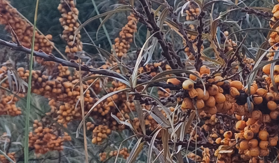 Clusters of orange berries on a shrub with long narrow leaves