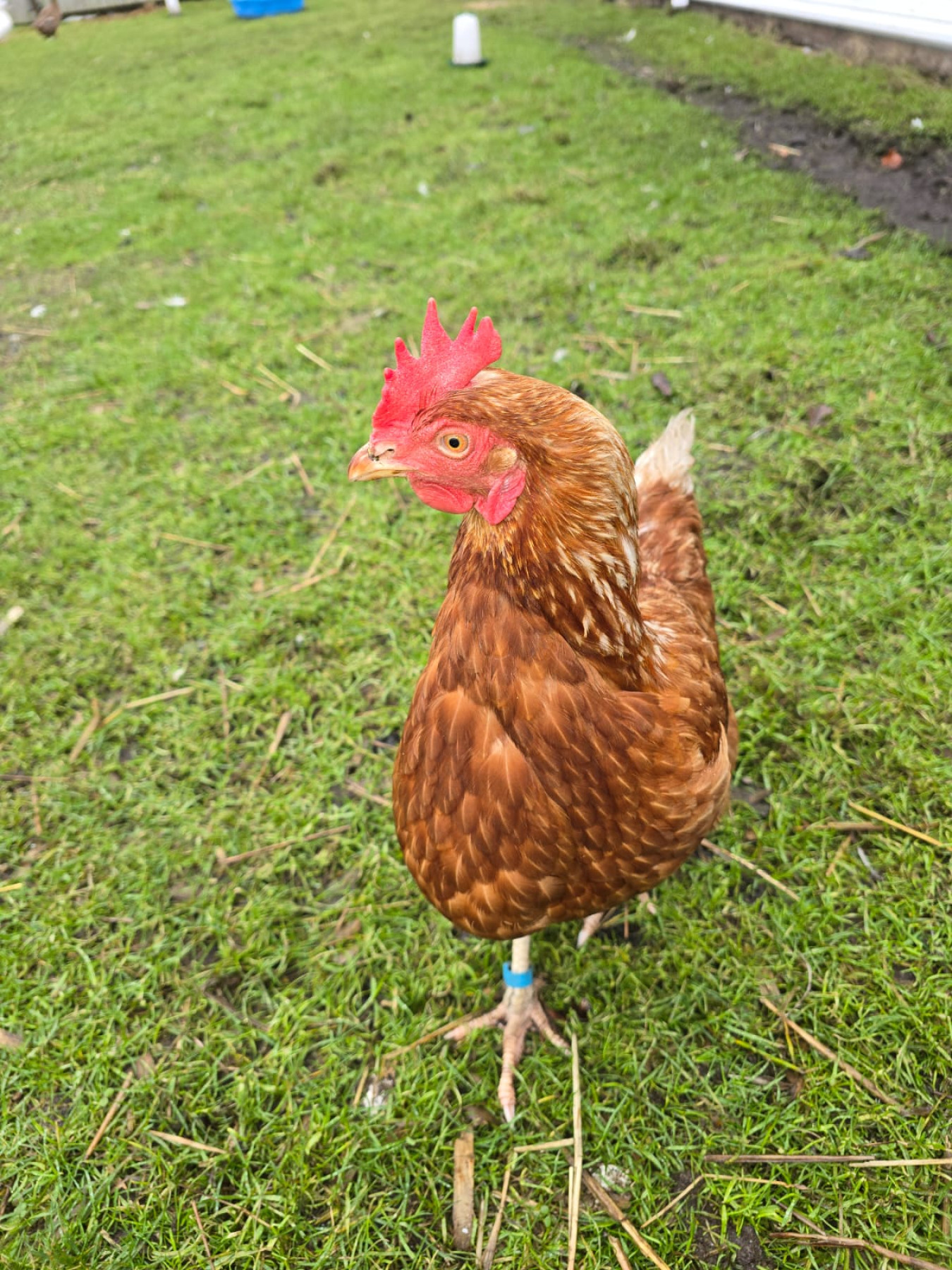hen
