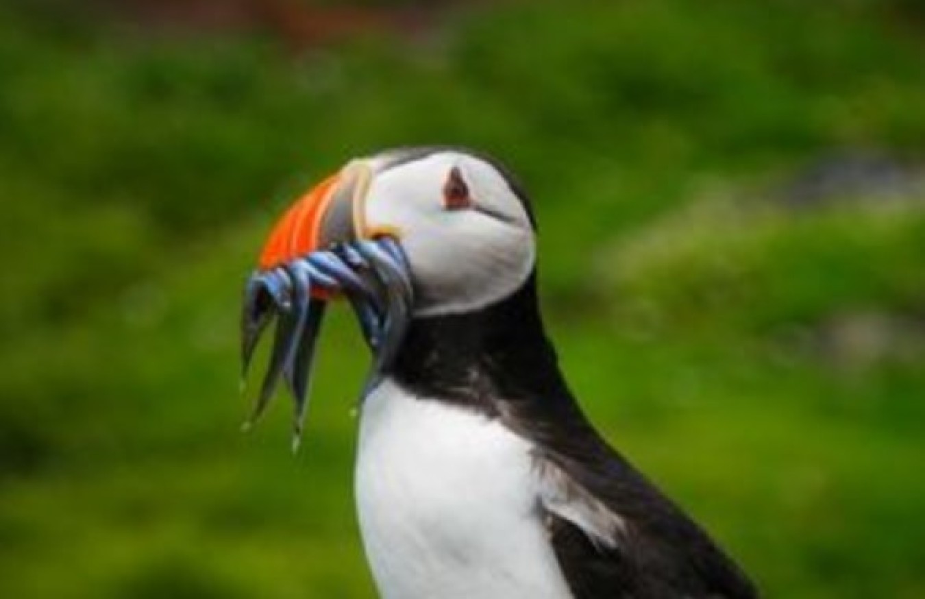 puffin