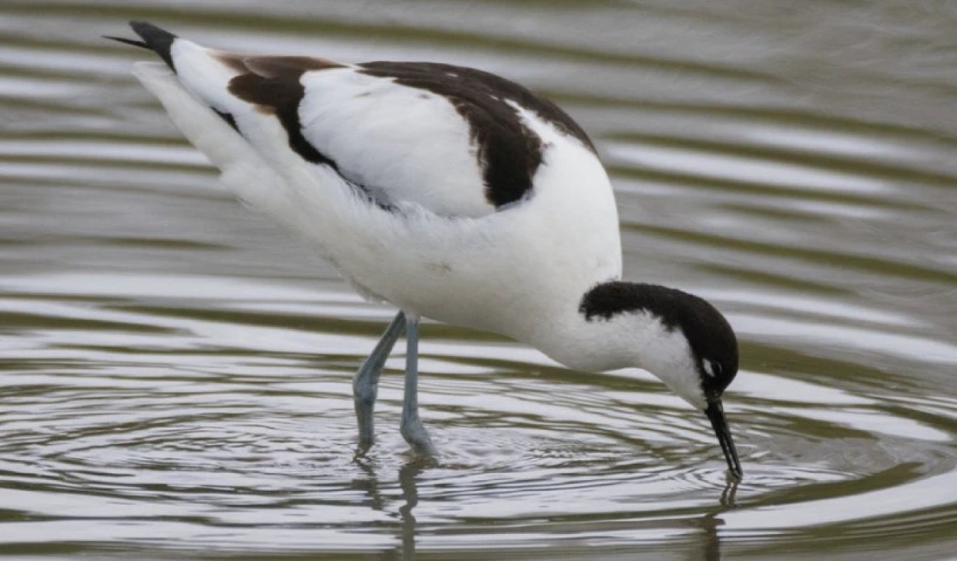 avocet